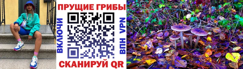 где купить наркотик Шебекино Псилоцибиновые грибы Psilocybe